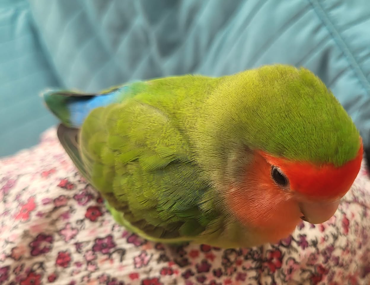 Found bird