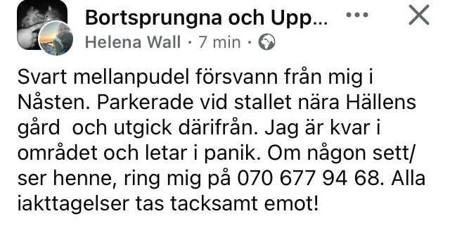 Lost Dog in Uppsala