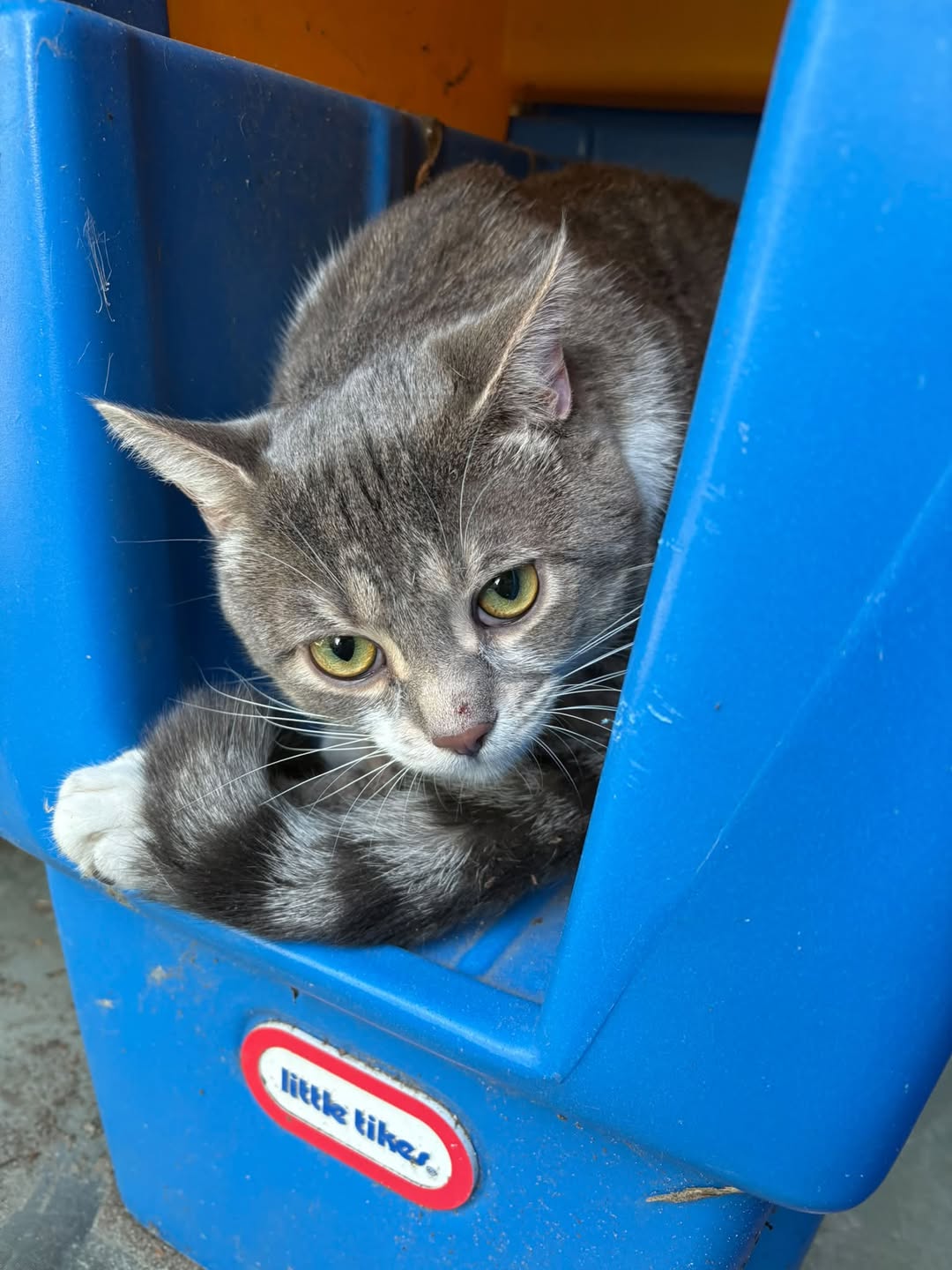 Found Cat in Ottawa