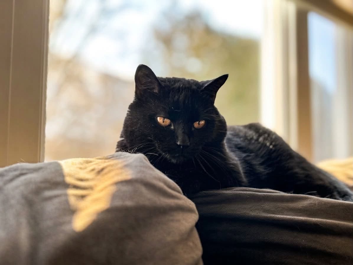 Lost Cat in Kanata