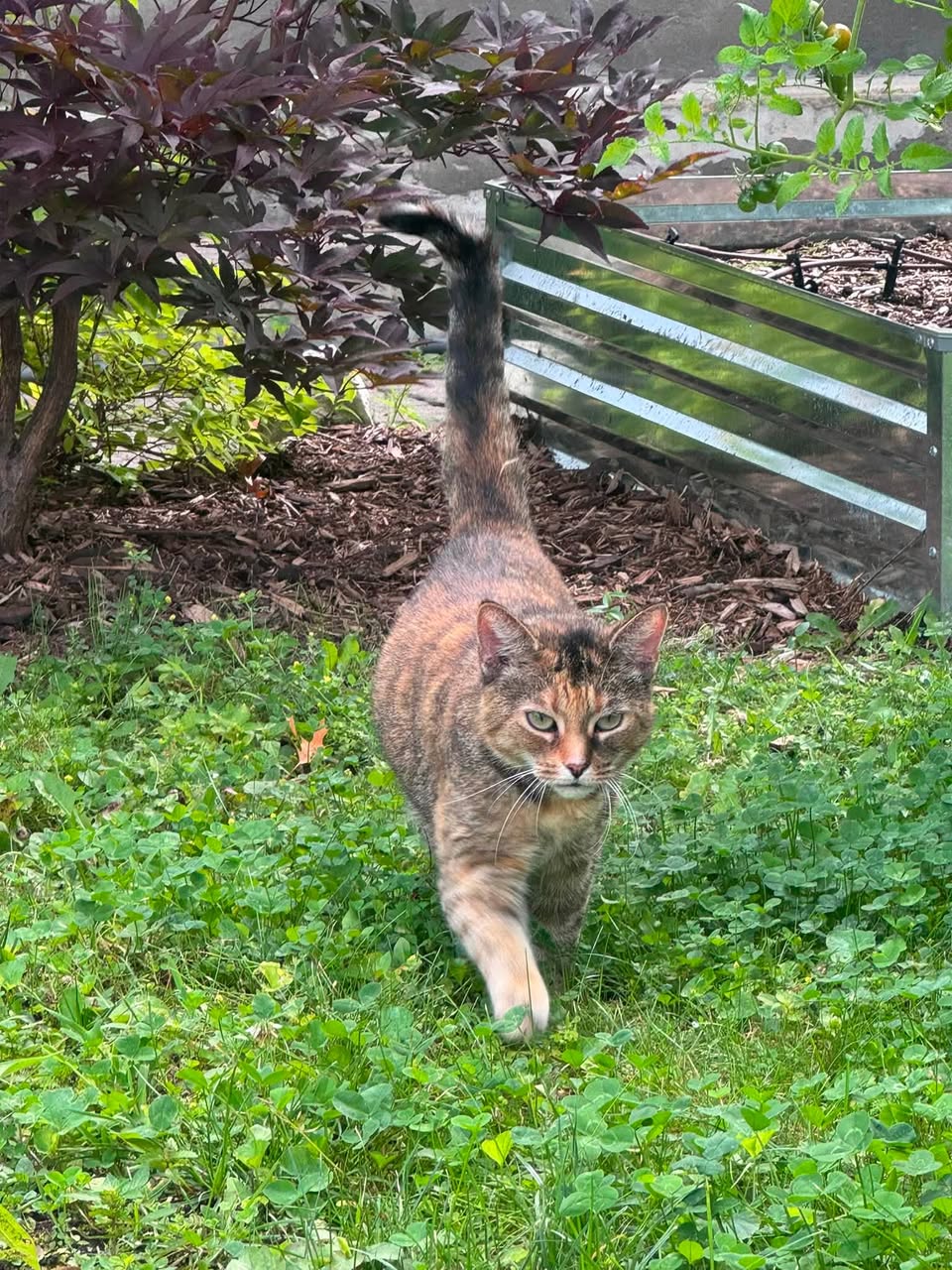 Found cat