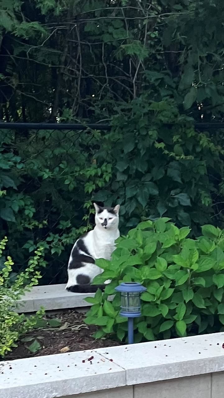 Found Cat in Ottawa