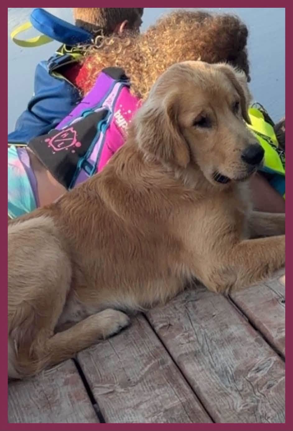 Lost Dog in Calumet Island