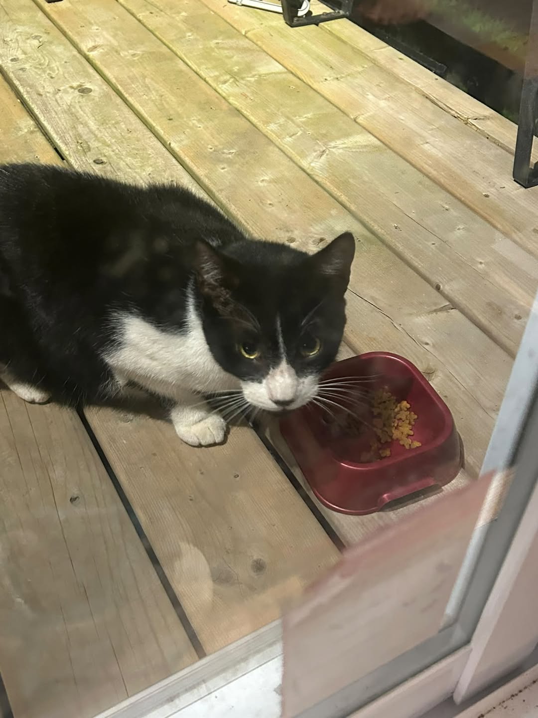 Found Cat in Fisher Heights