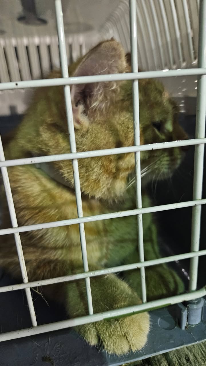 Found Cat in Britannia