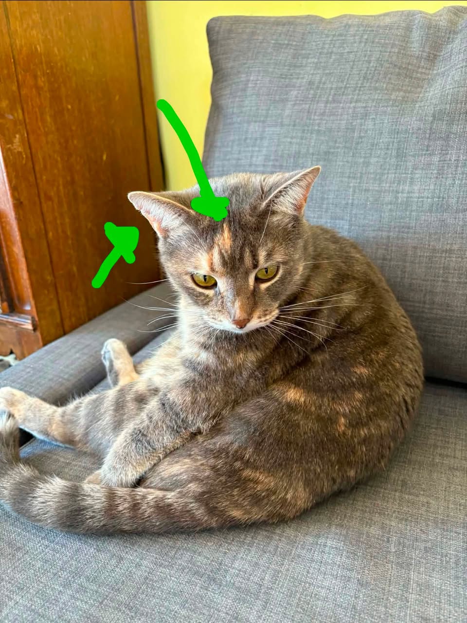 Lost Cat in Wrightville