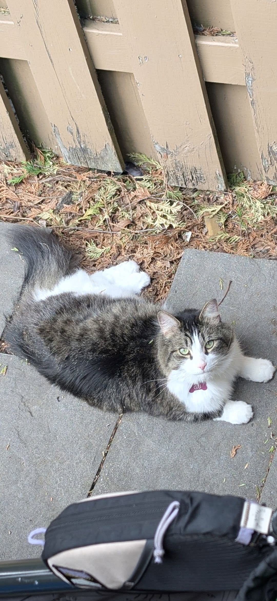 Lost Cat in Gatineau