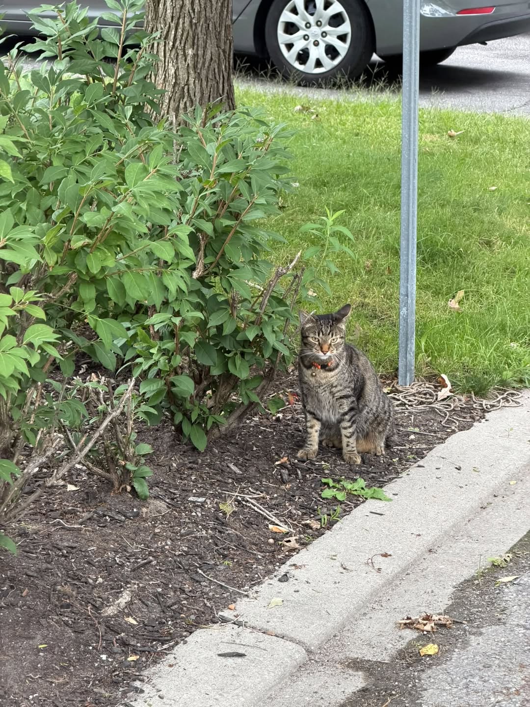 Found cat
