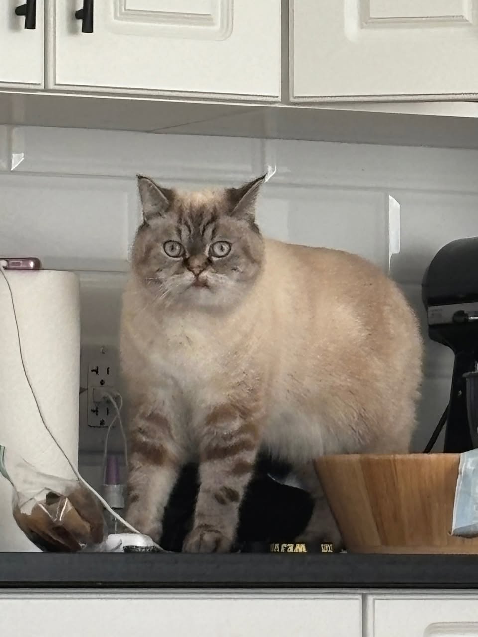 Lost Cat in Paseana Place