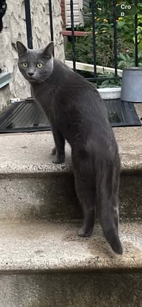 Found Cat in Ottawa