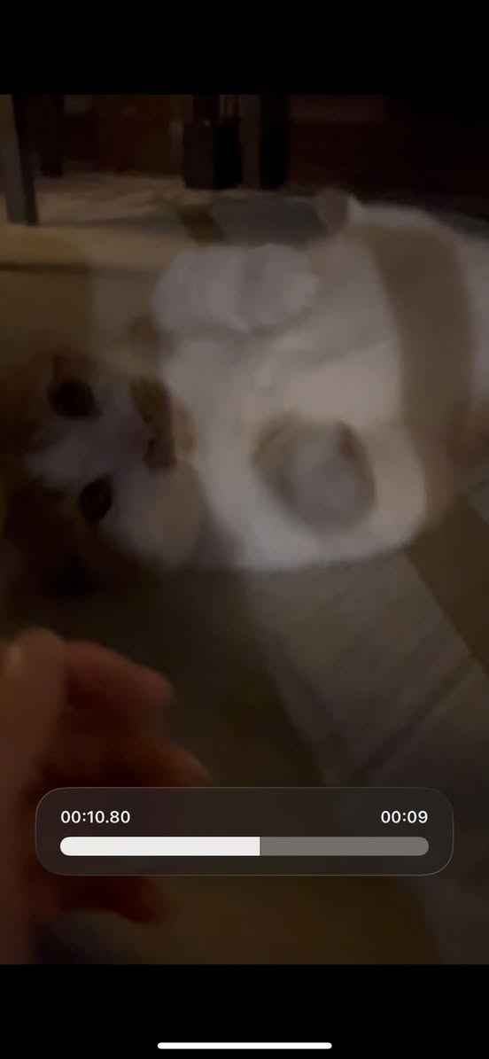Found cat