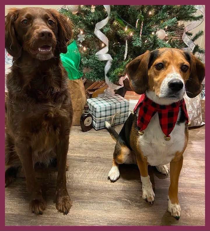 Lost Dog in Corkery