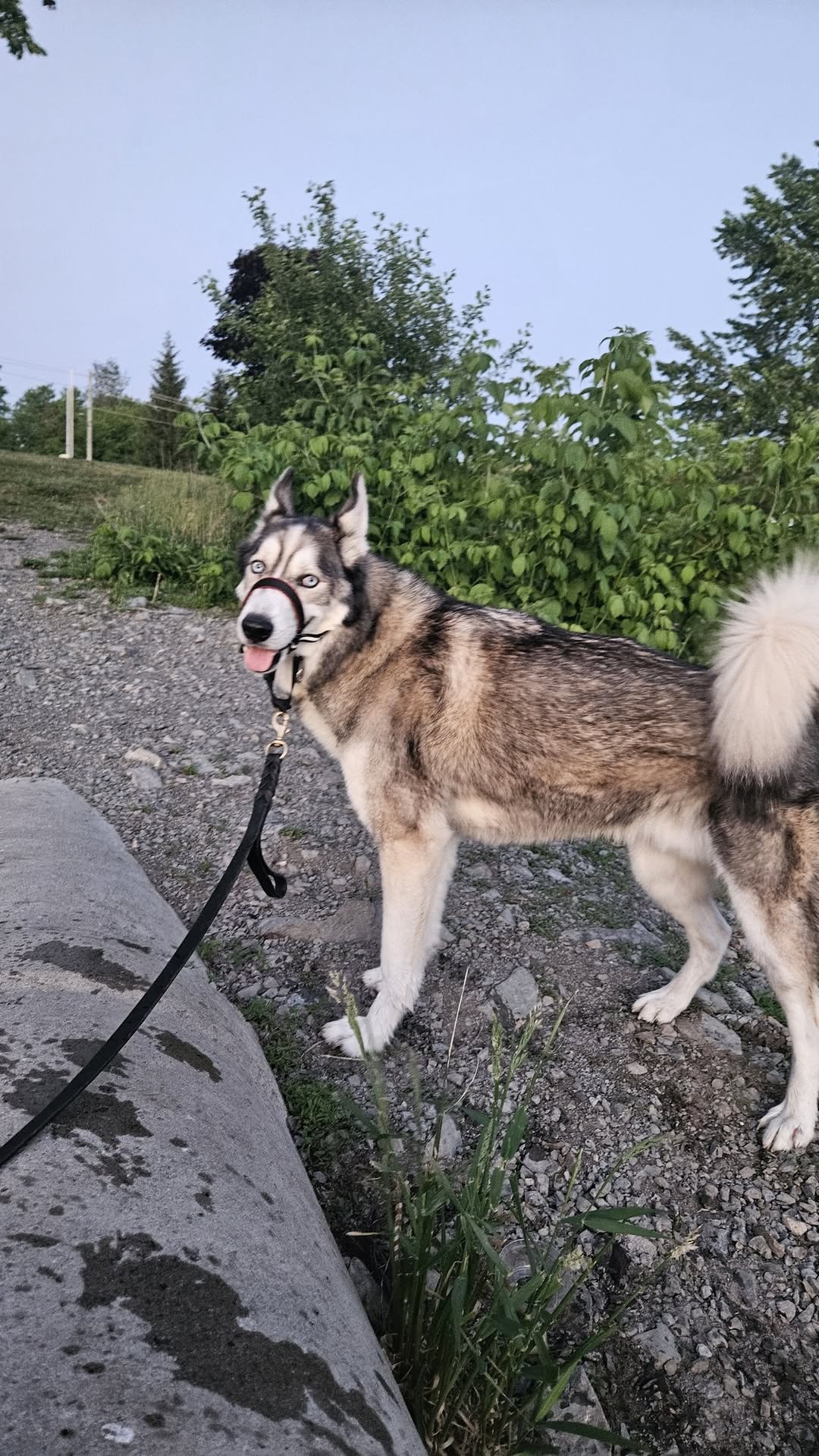 Lost Dog in Ottawa