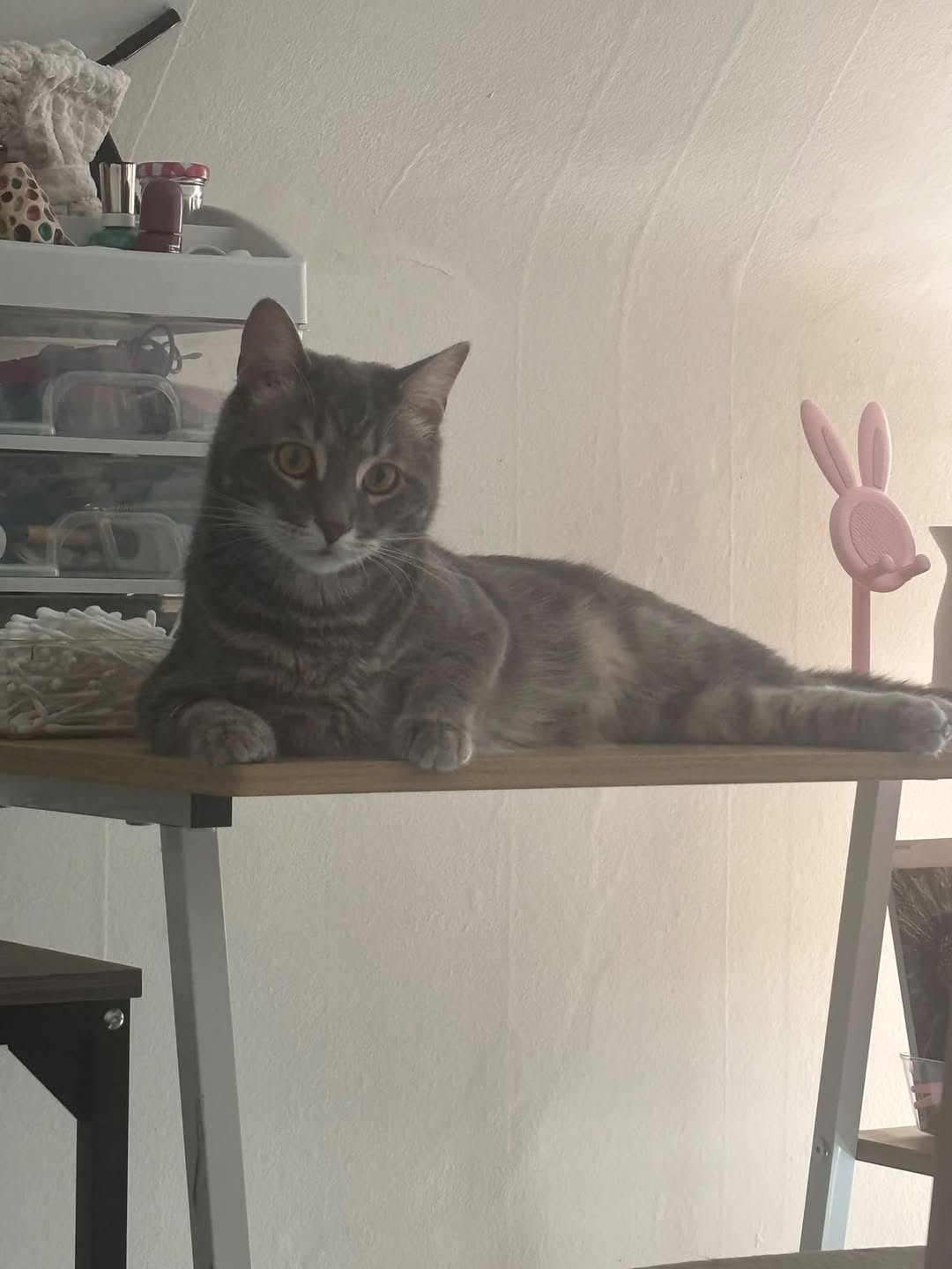 Lost Cat in Ottawa