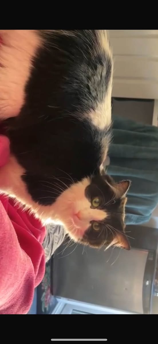 Lost Cat in Ottawa