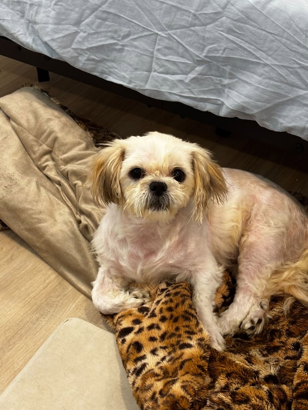 Found Dog in Alfred
