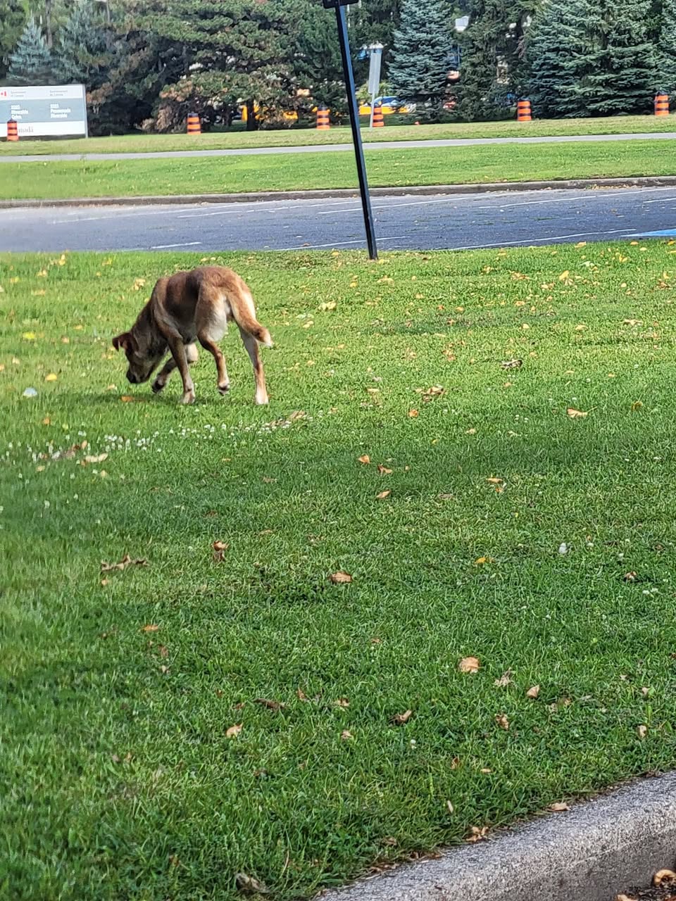 Found dog