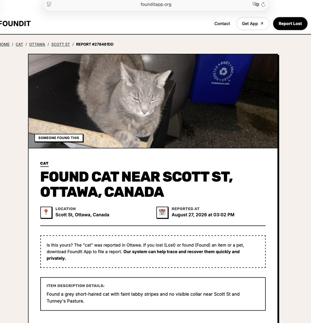 Found cat