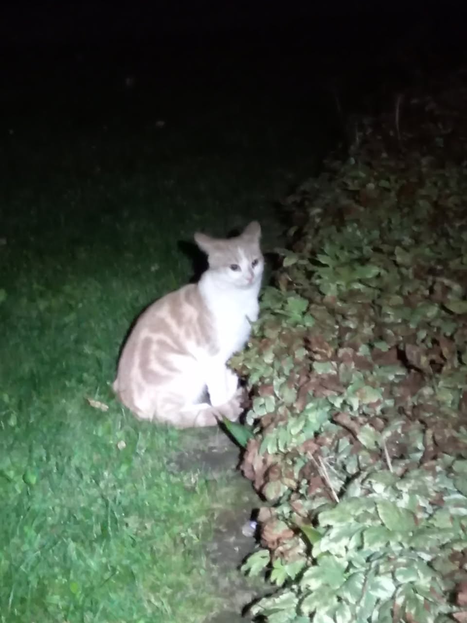 Found Cat in Vanier