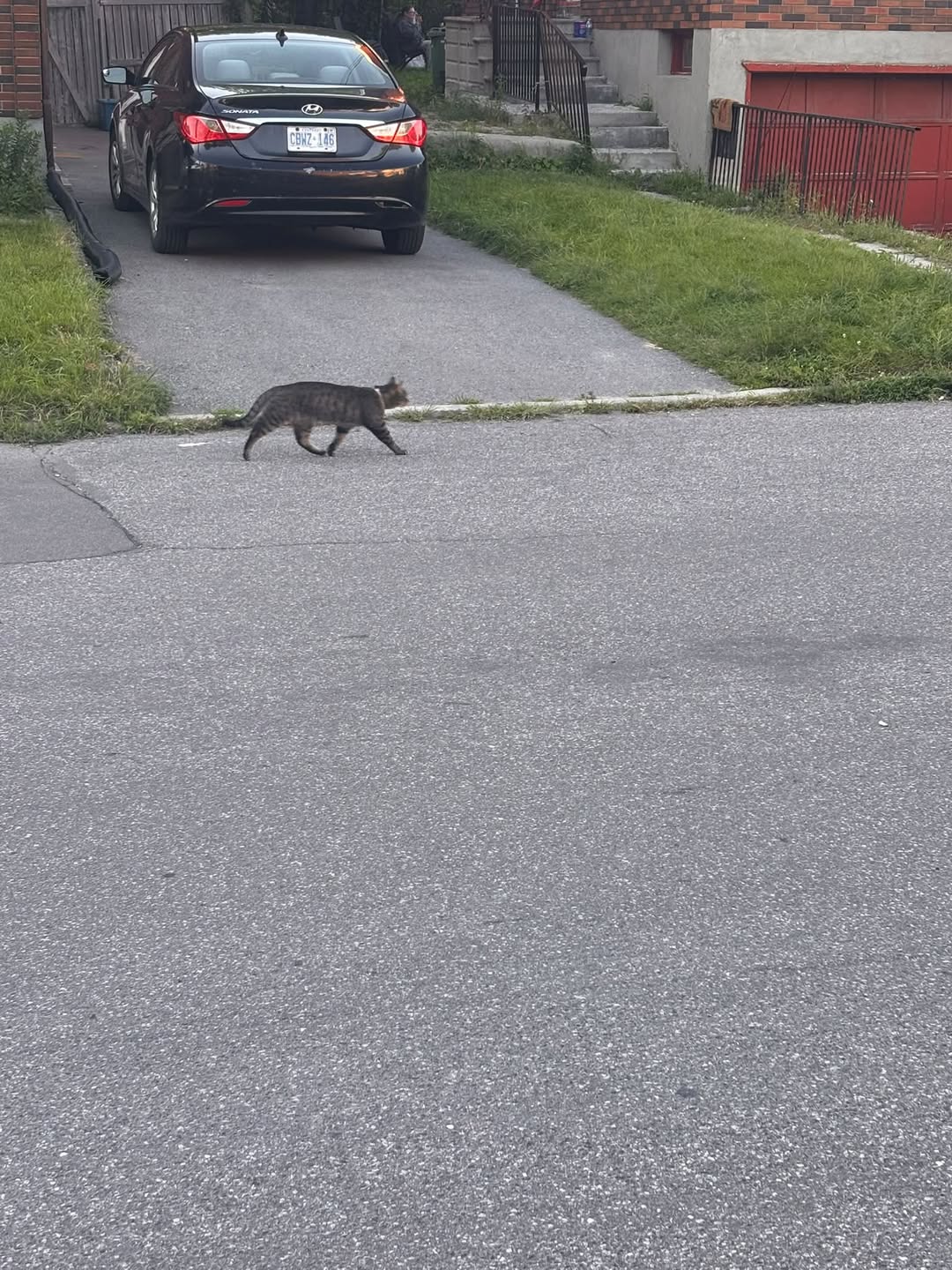 Found Cat in Ottawa