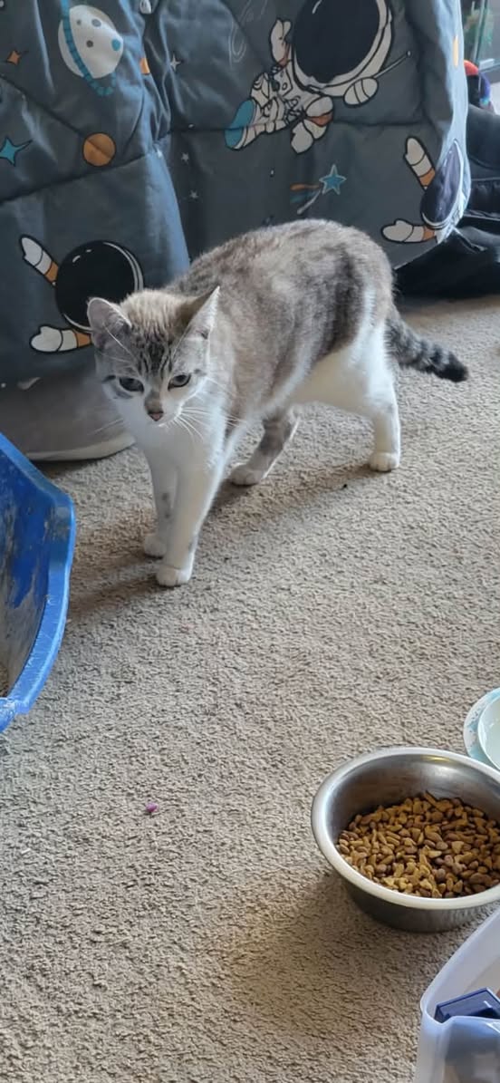 Found Cat in Paul Landry Park