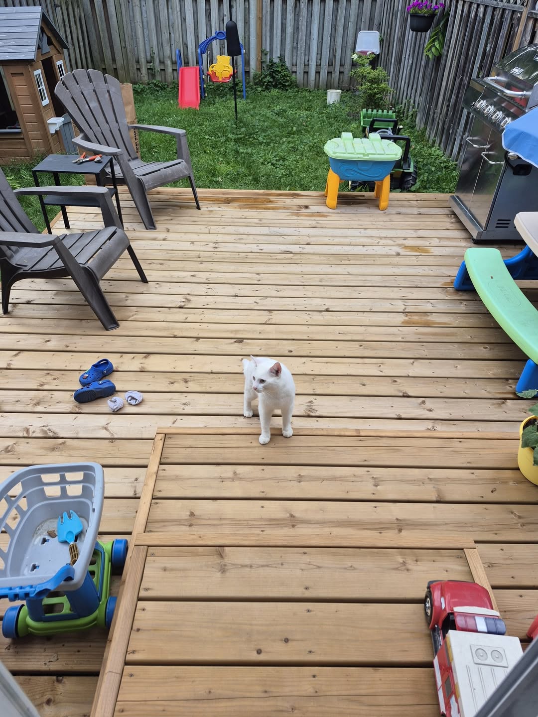 Found Cat in Ottawa