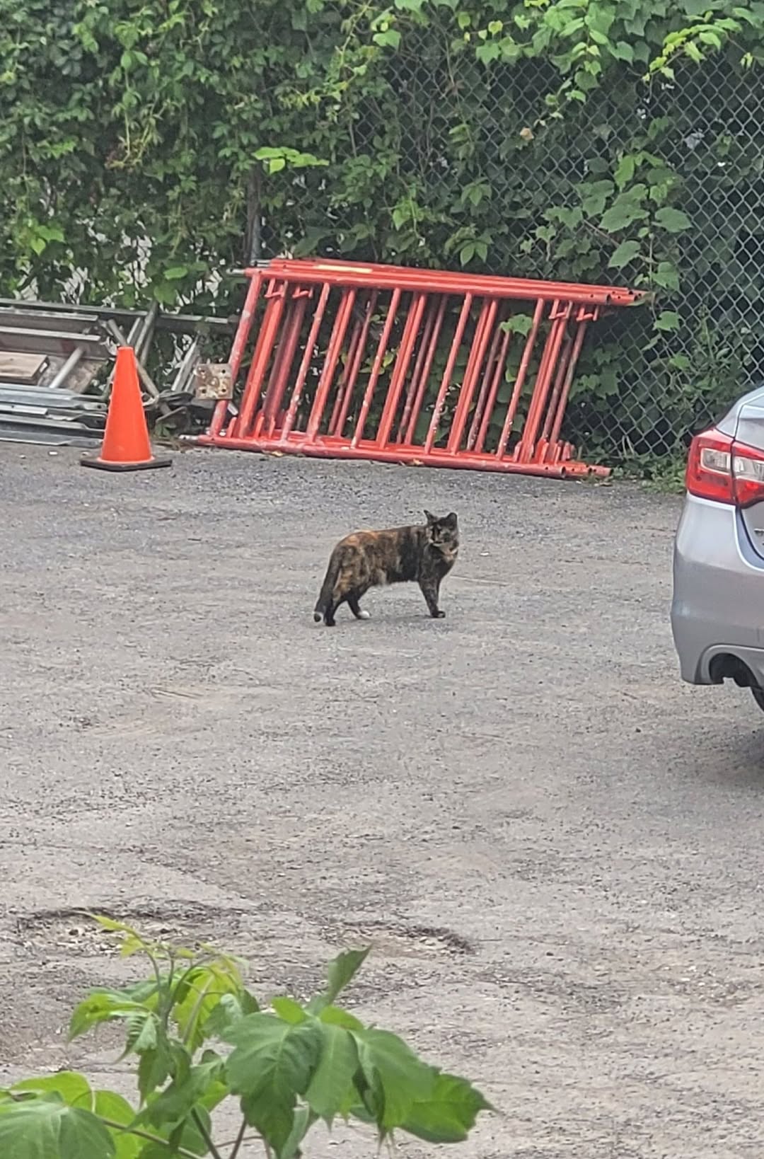 Found Cat in Chinatown