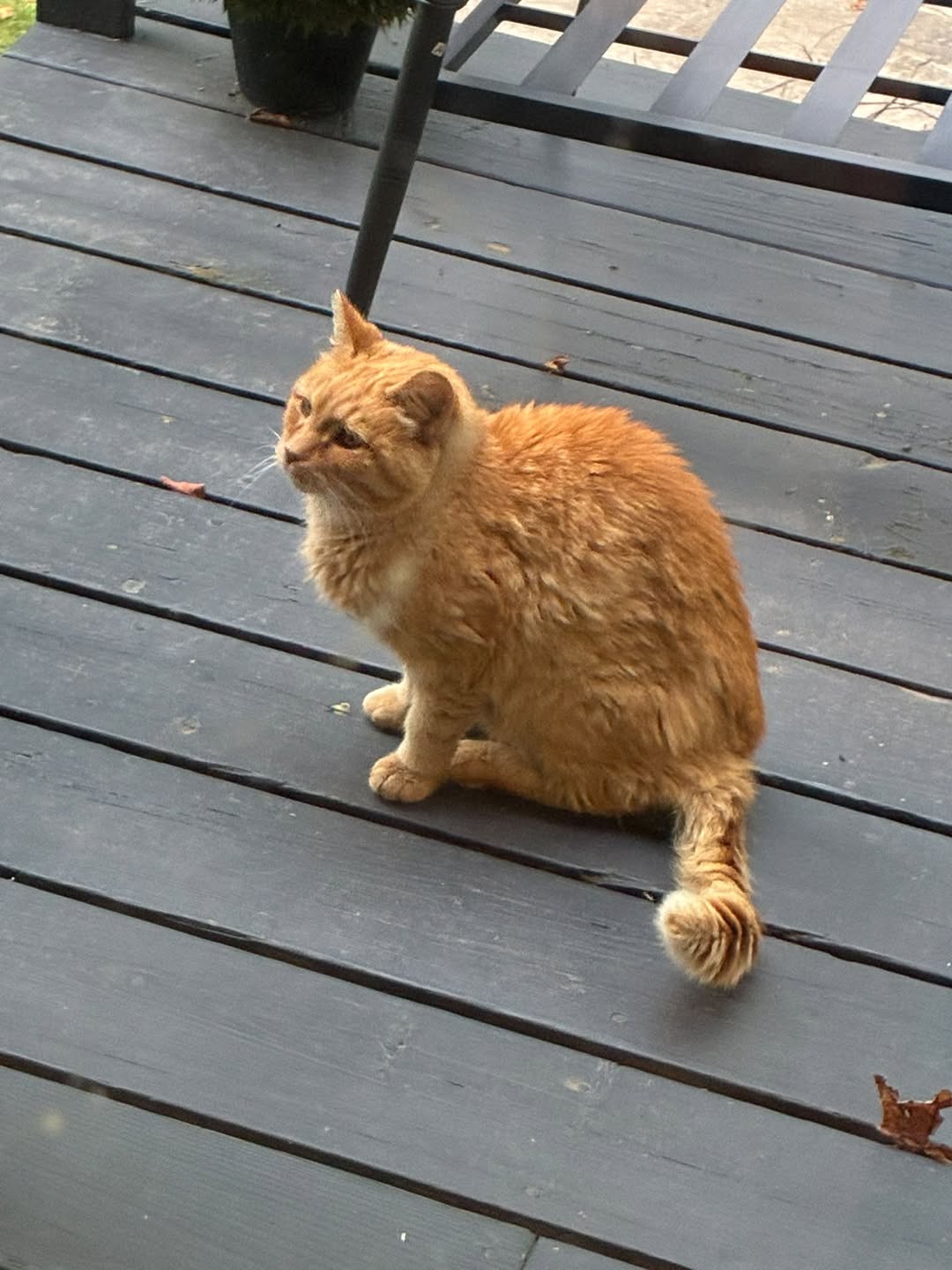 Found cat