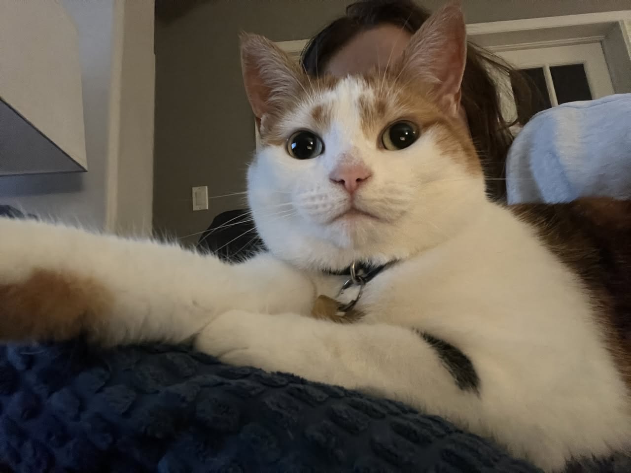Lost Cat in Ottawa
