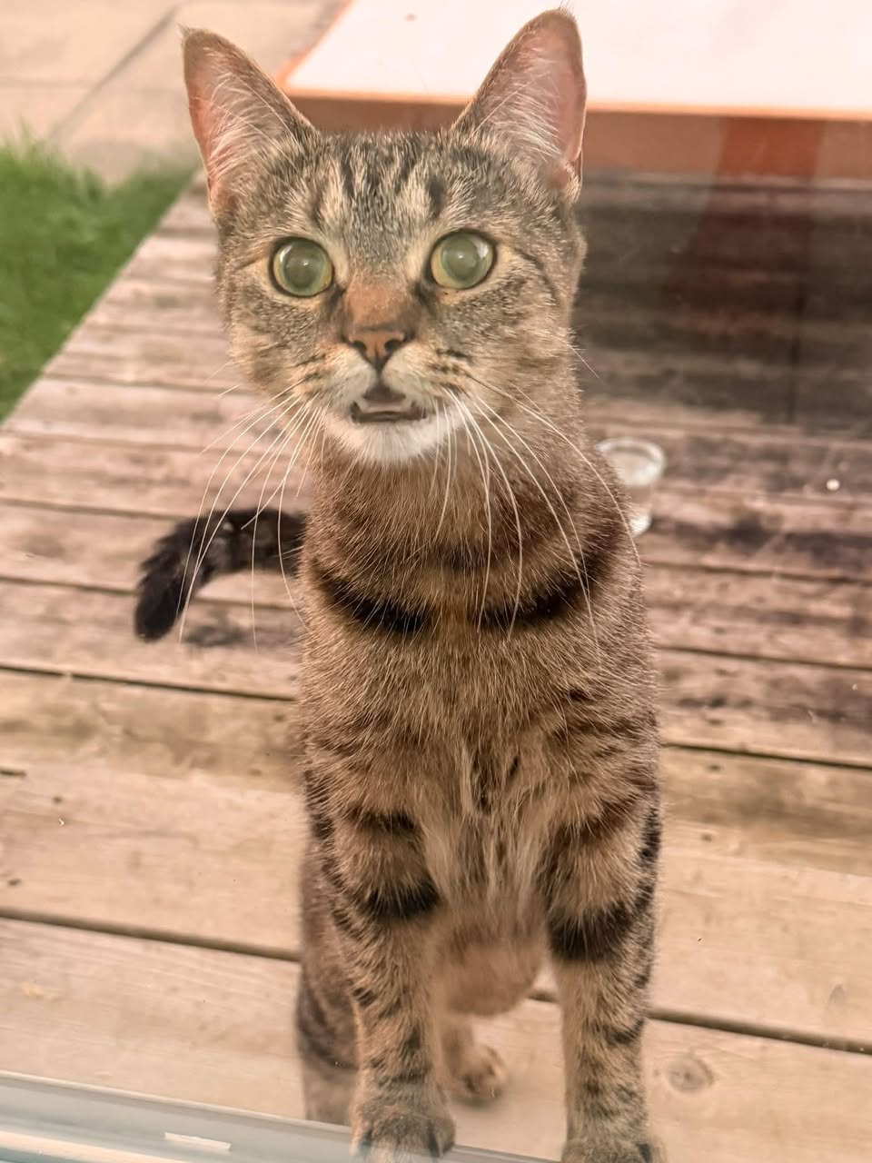 Found cat