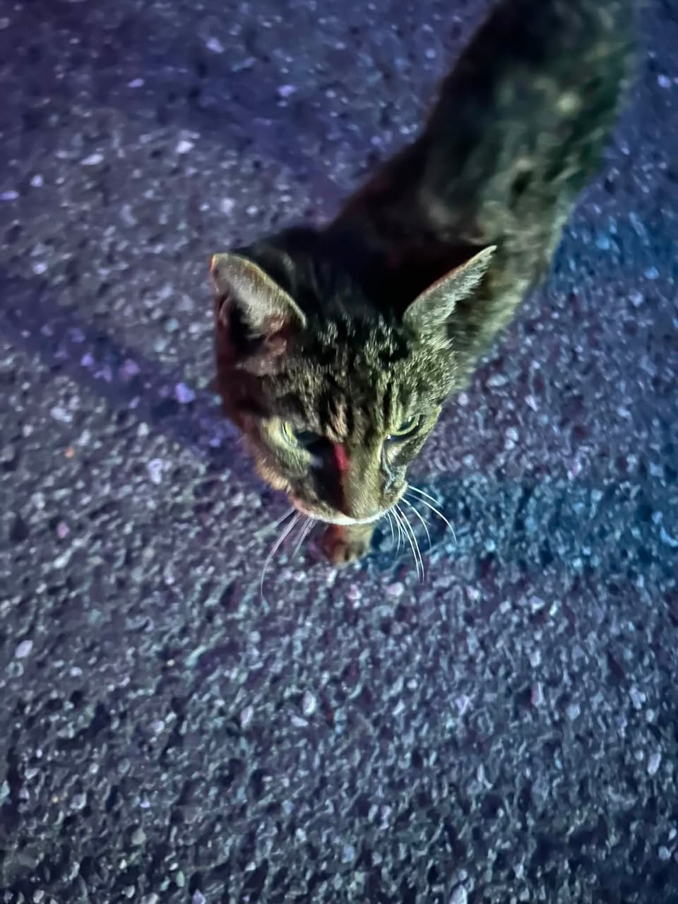 Found Cat in Parkwood Hills