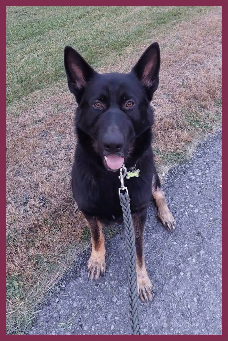 Lost Dog in Winchester