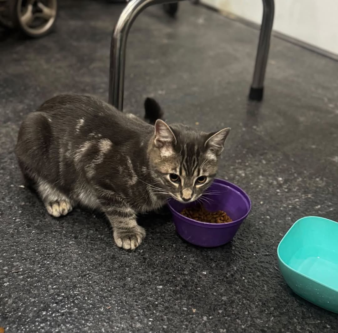 Found cat