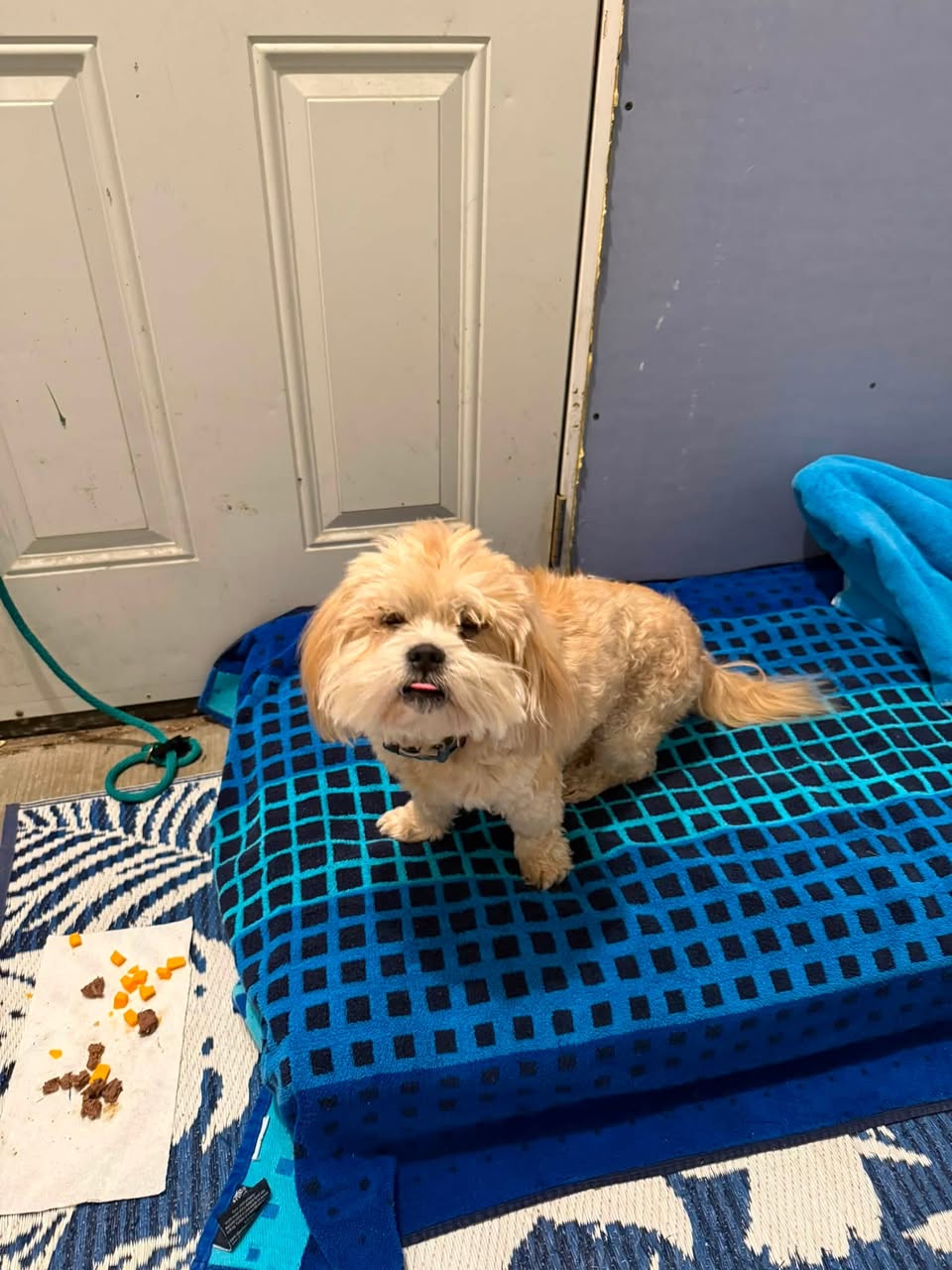 Found dog