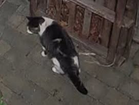 Found Cat in Parc-De-La-Montagne
