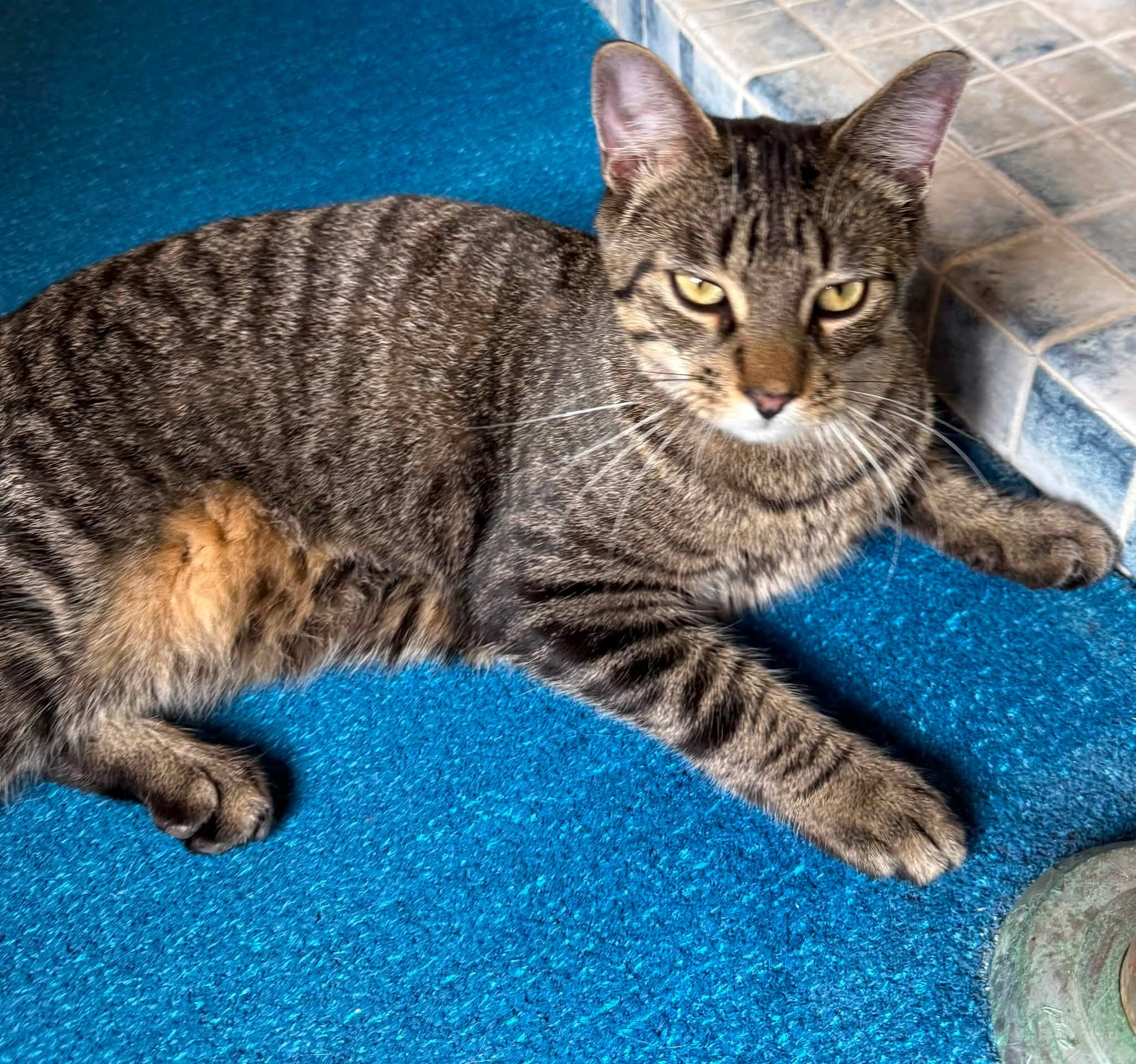 Found cat