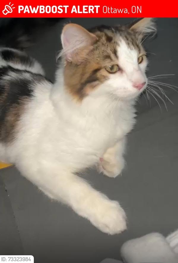 Lost Cat in OrléAns
