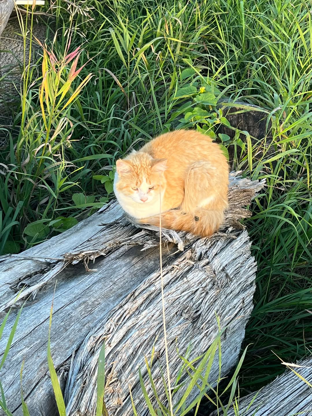 Found Cat in Ottawa