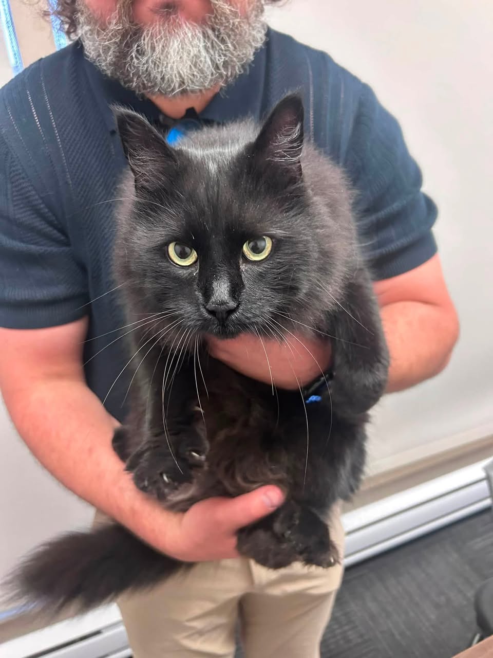 Found Cat in Nepean
