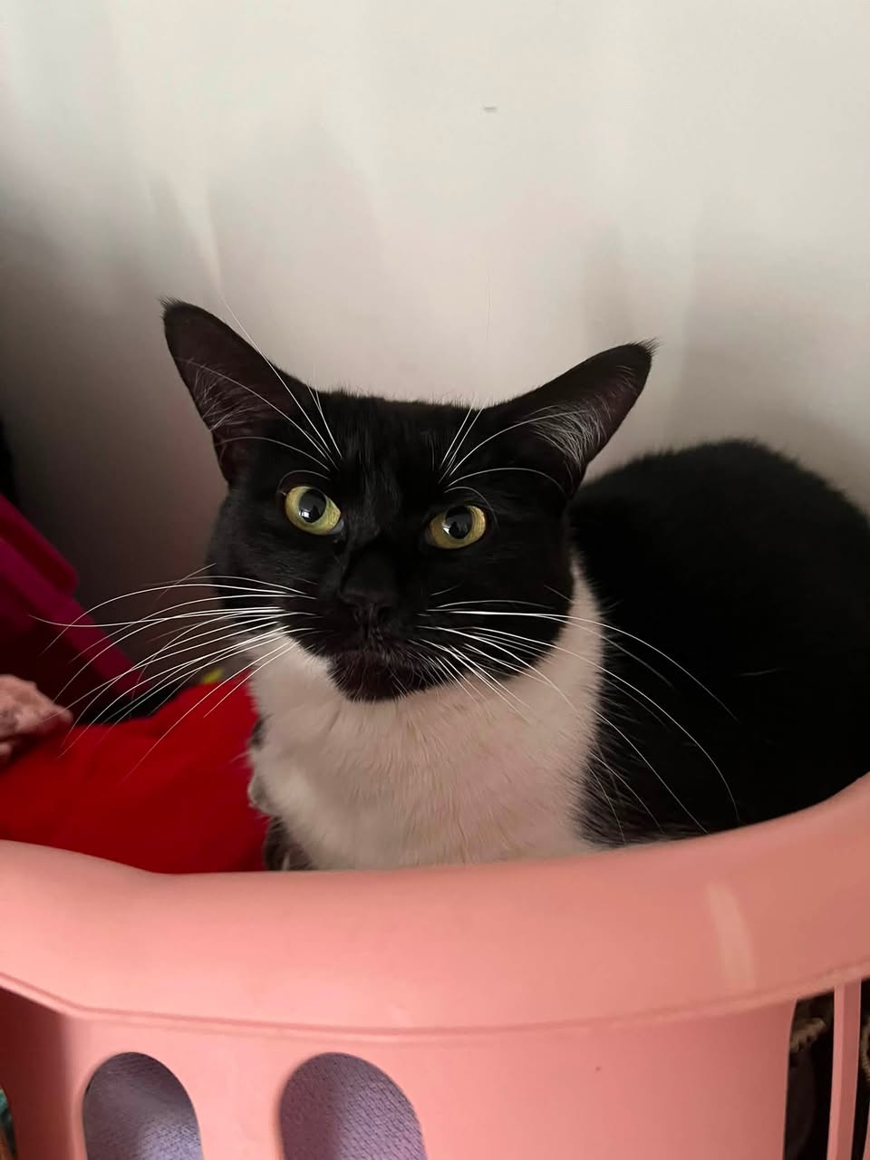 Lost Cat in Craig Henry