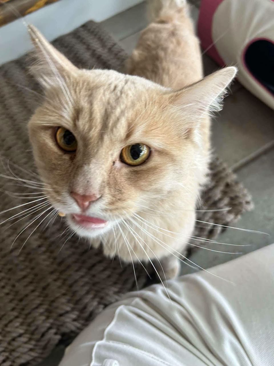 Found Cat in Beacon Hill