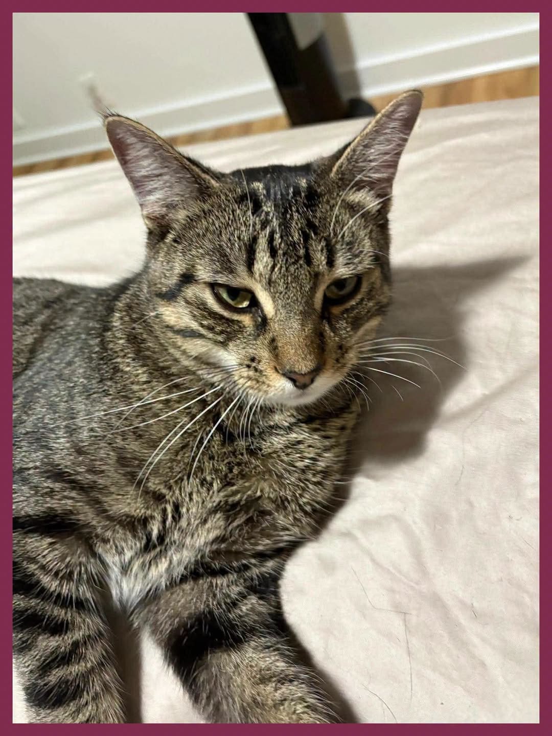 Found Cat in Ottawa