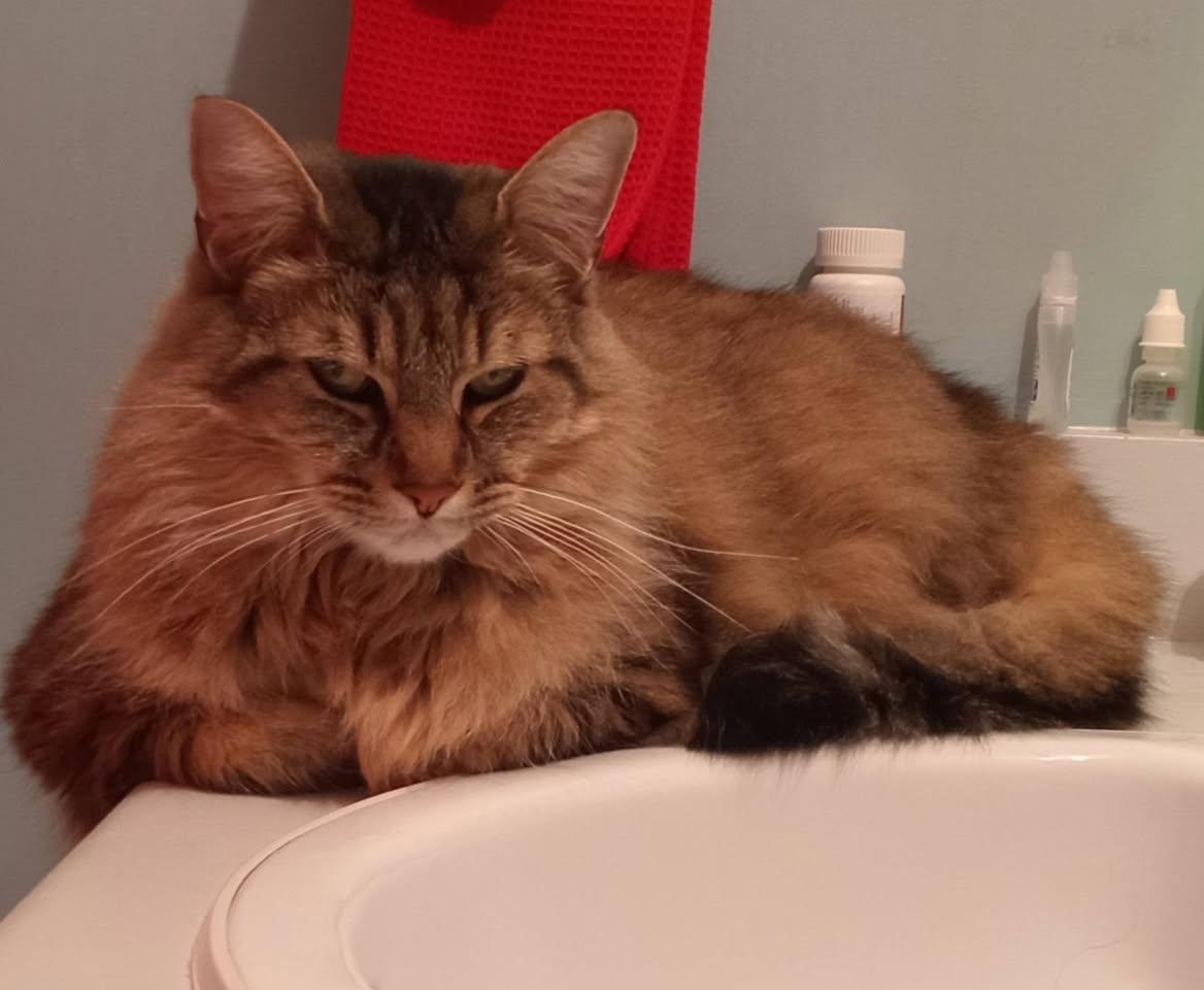 Lost Cat in Gatineau