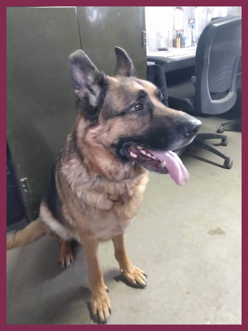 Found dog