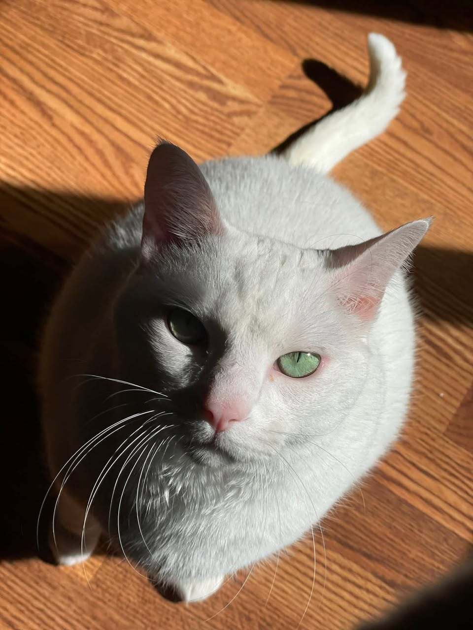 Lost Cat in Ottawa