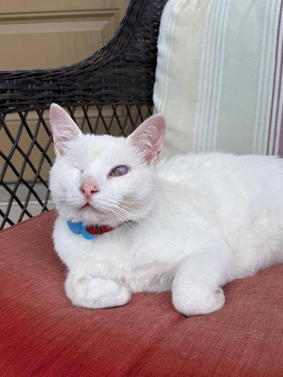 Lost Cat in Monahan Landing