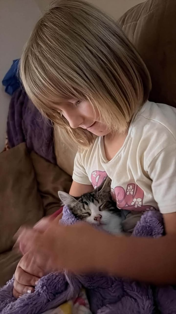 Lost cat