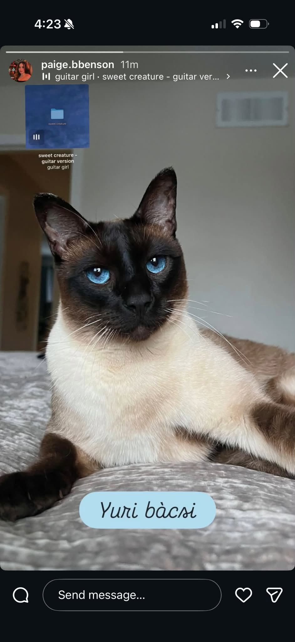 Lost cat