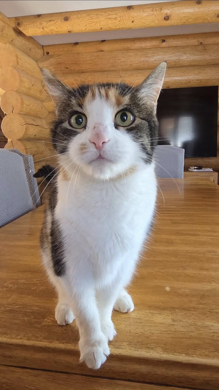 Lost Cat in Casselman / Embrun