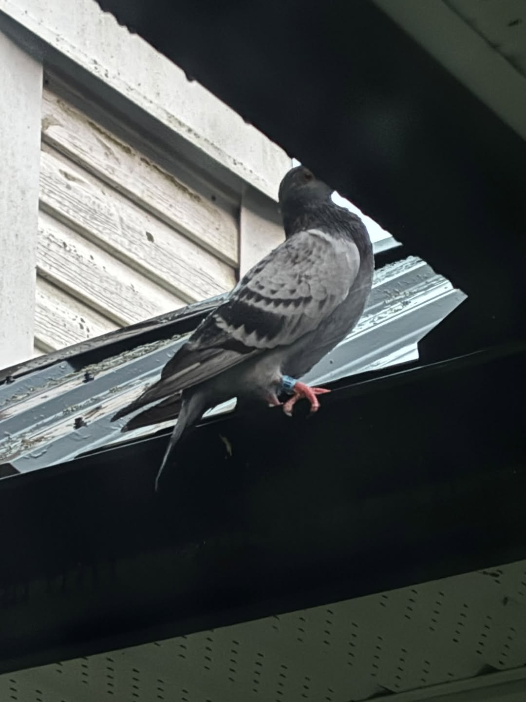 Found bird